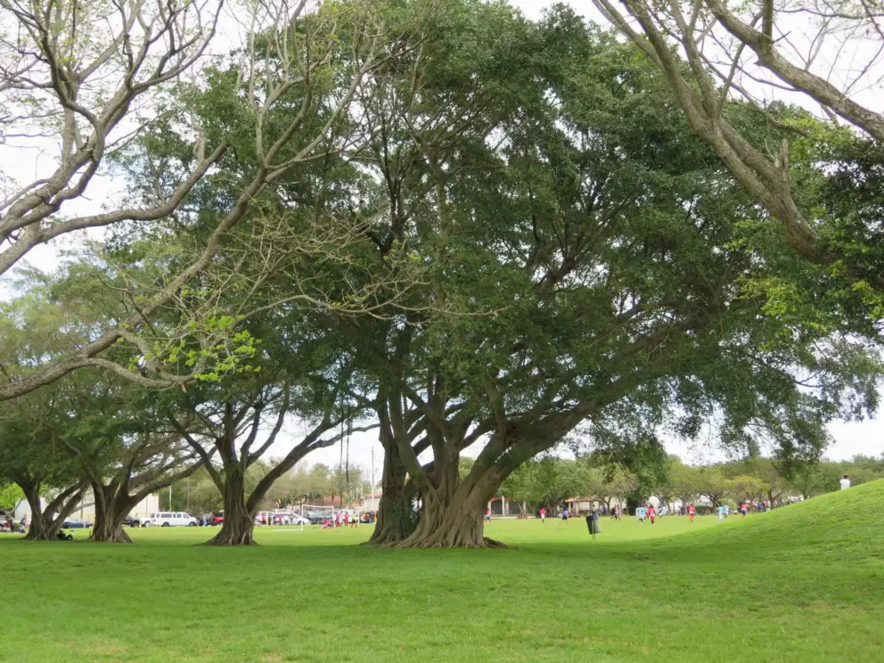 Some trees provide shade near the soccer field.