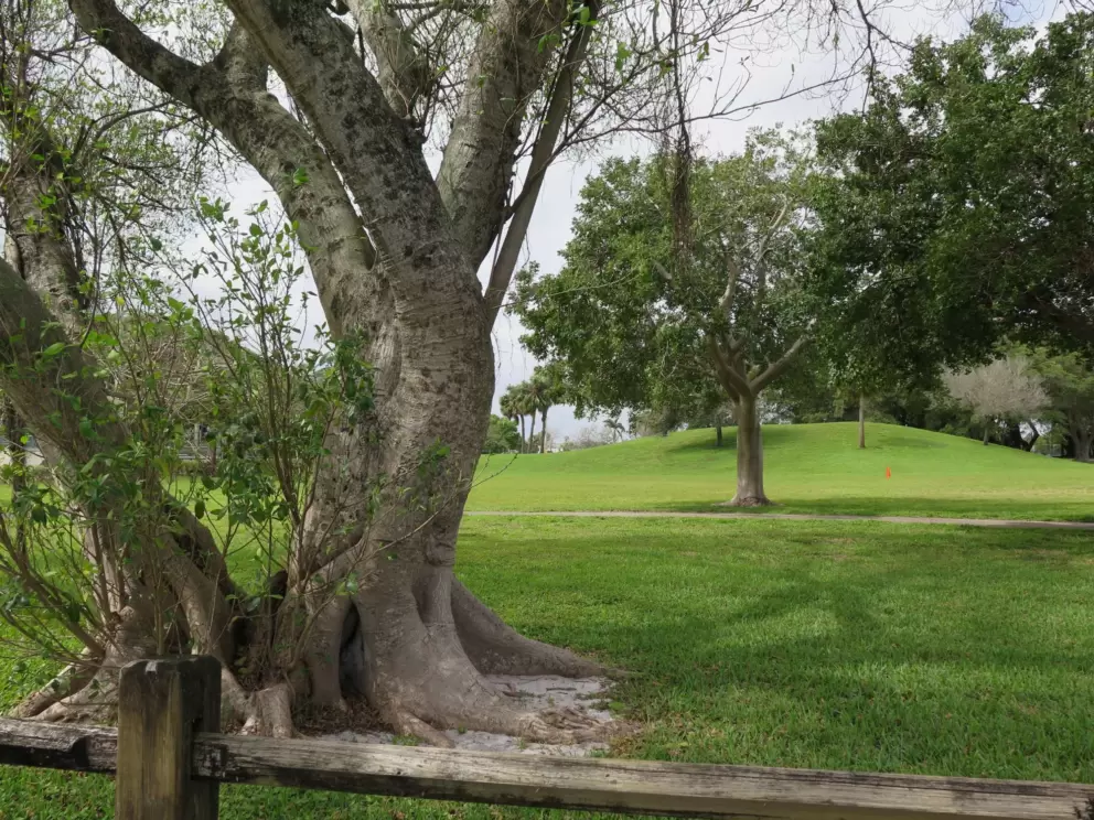 A tree, with the hill in the distance.