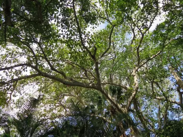 Banyan Tree Walk, Palm Beach Island