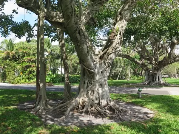 Banyan Tree Walk, Palm Beach Island
