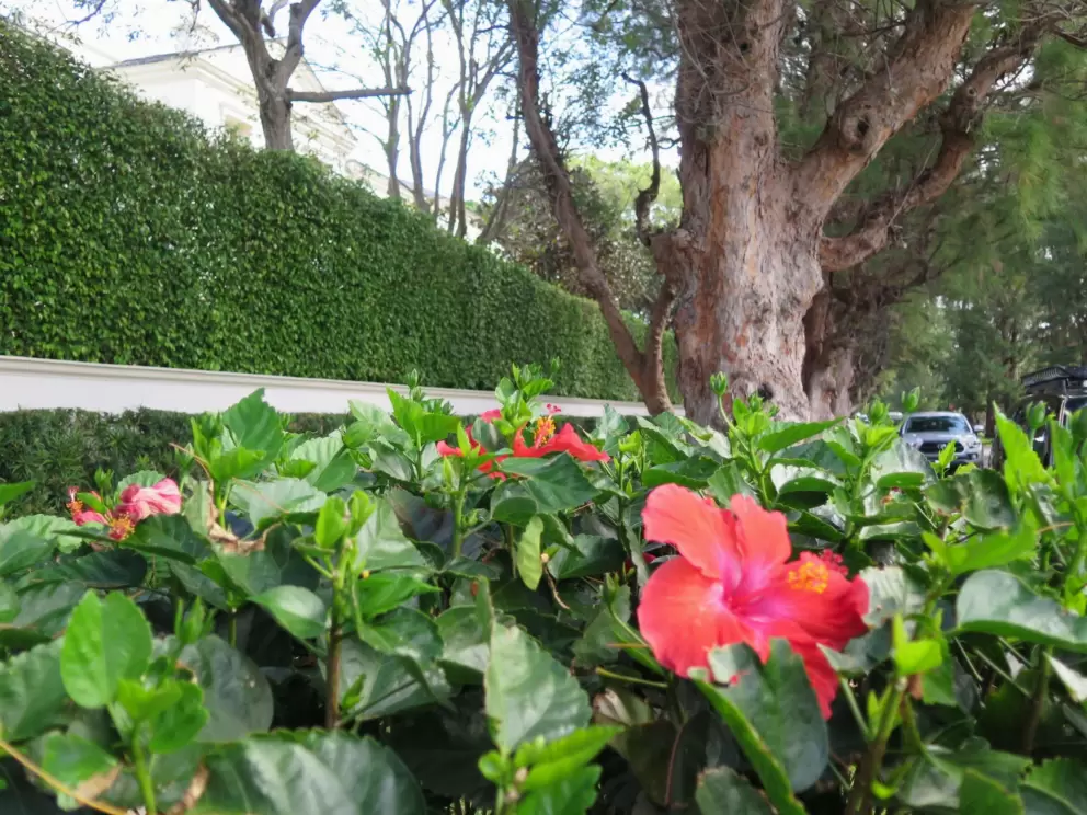 Orange and pink hibiscus, tall hedge, and knotted pine trees, along Wells Rd, which takes you back to your car.