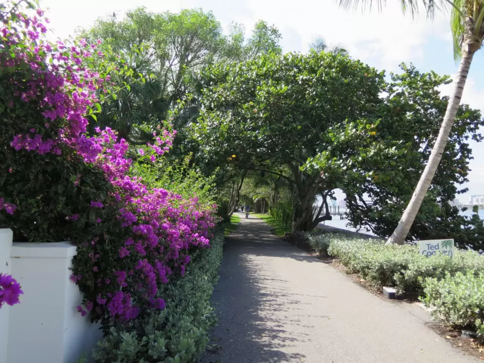 Purple bougainvillea along the path.