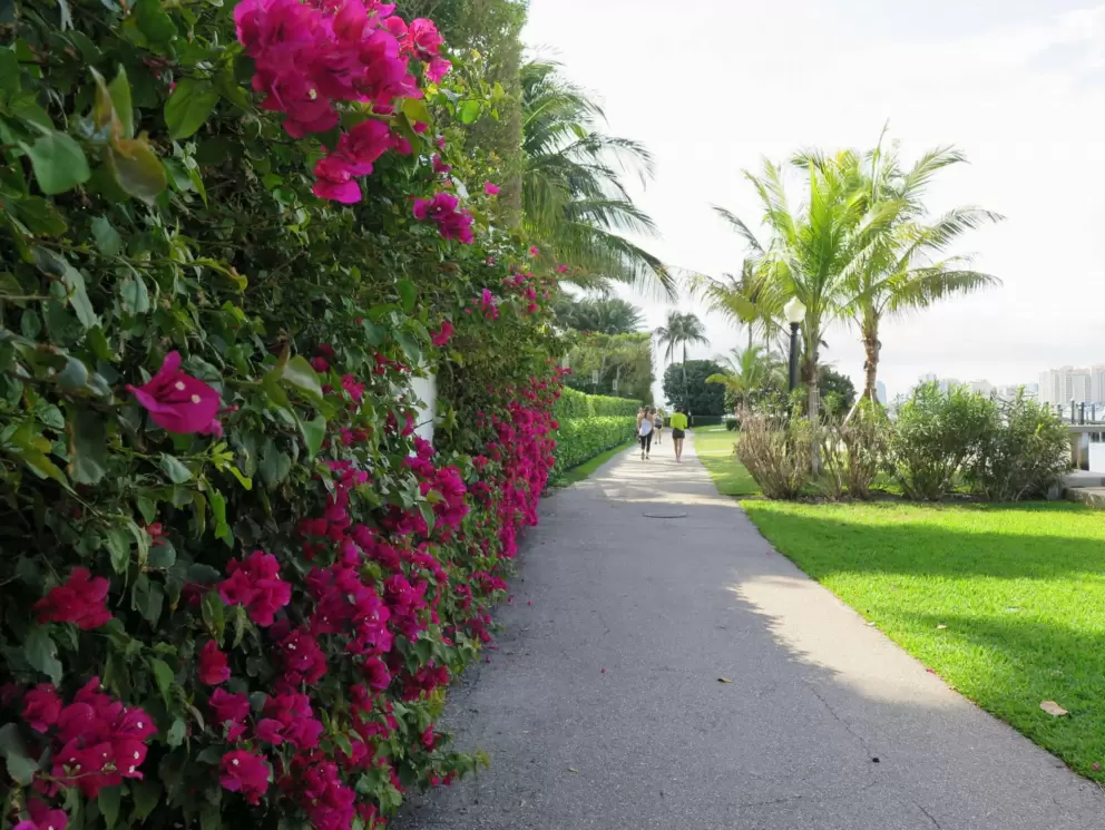 Fuchsia-colored bougainvillea and people walking along the path.