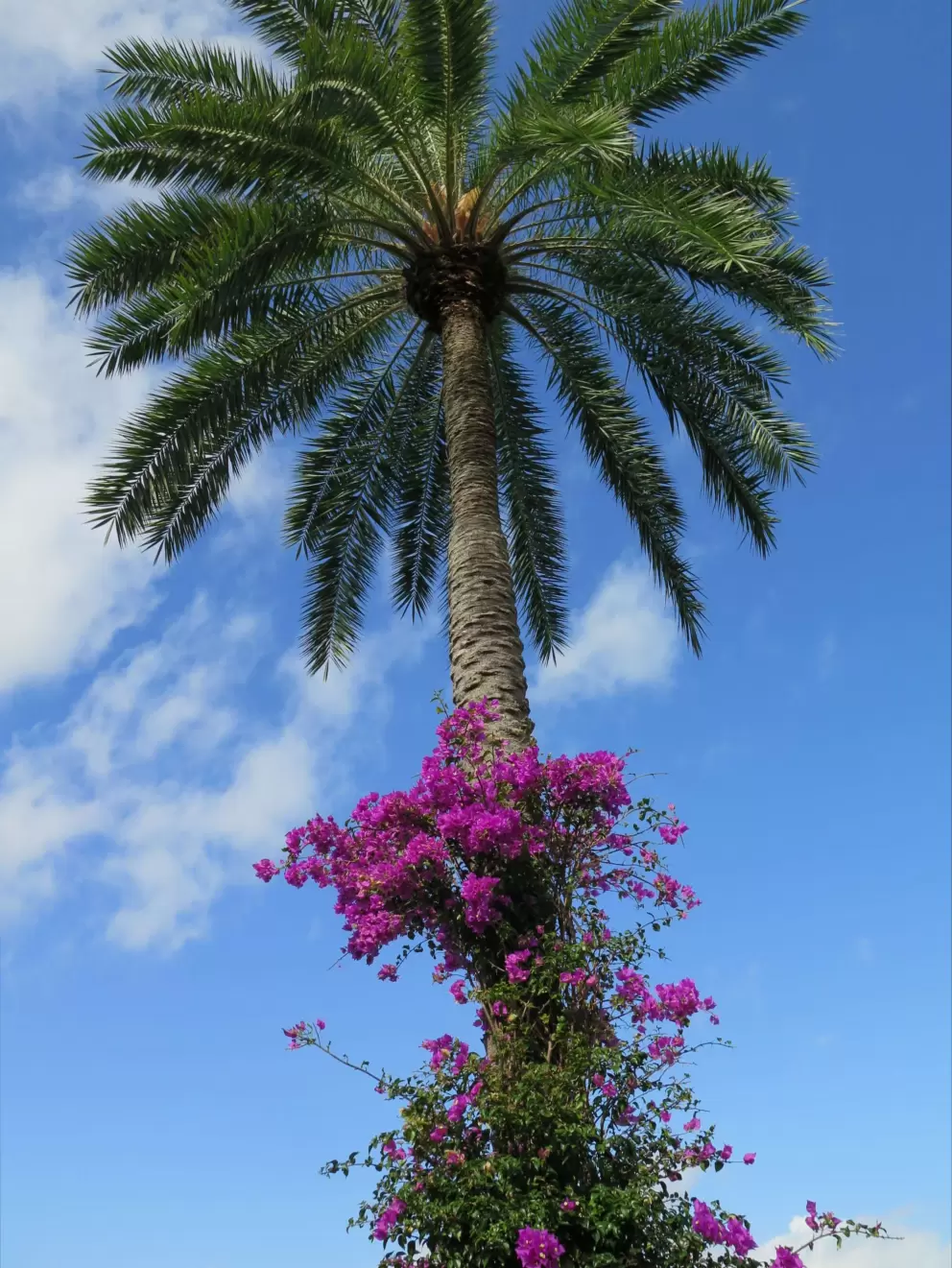 Purple bougainvillea creeping up a palm tree.