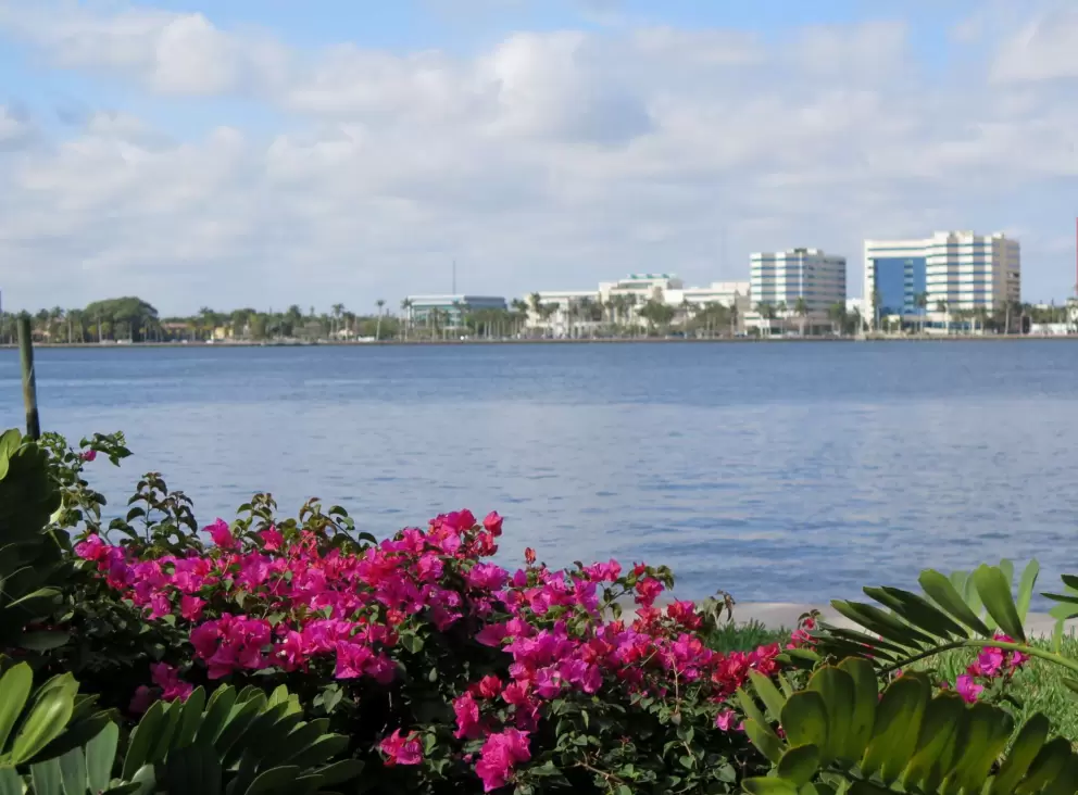 Purple bougainvillea along the water.