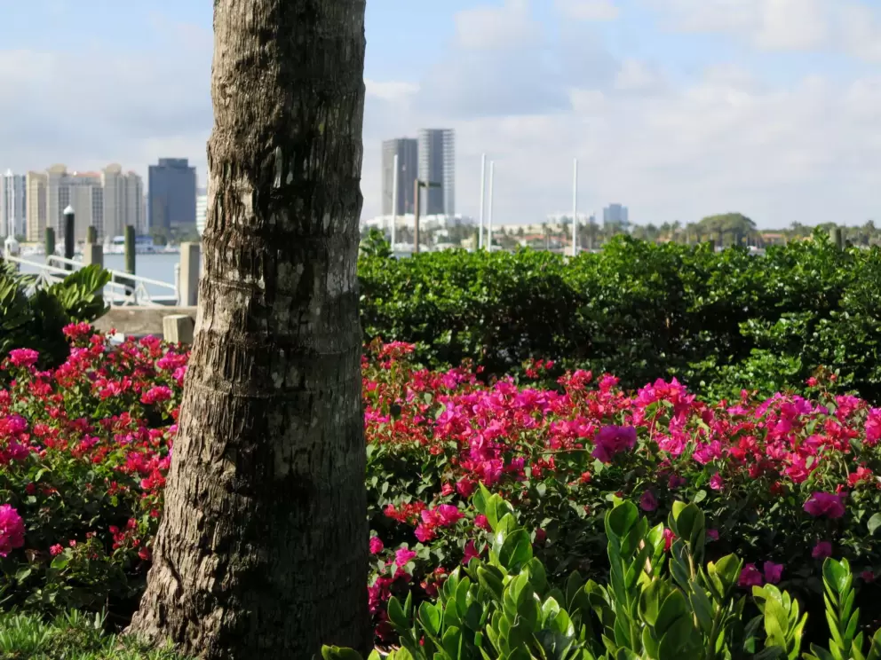 Coconut tree, highrises, and fuchsia-colored bougainvillea.