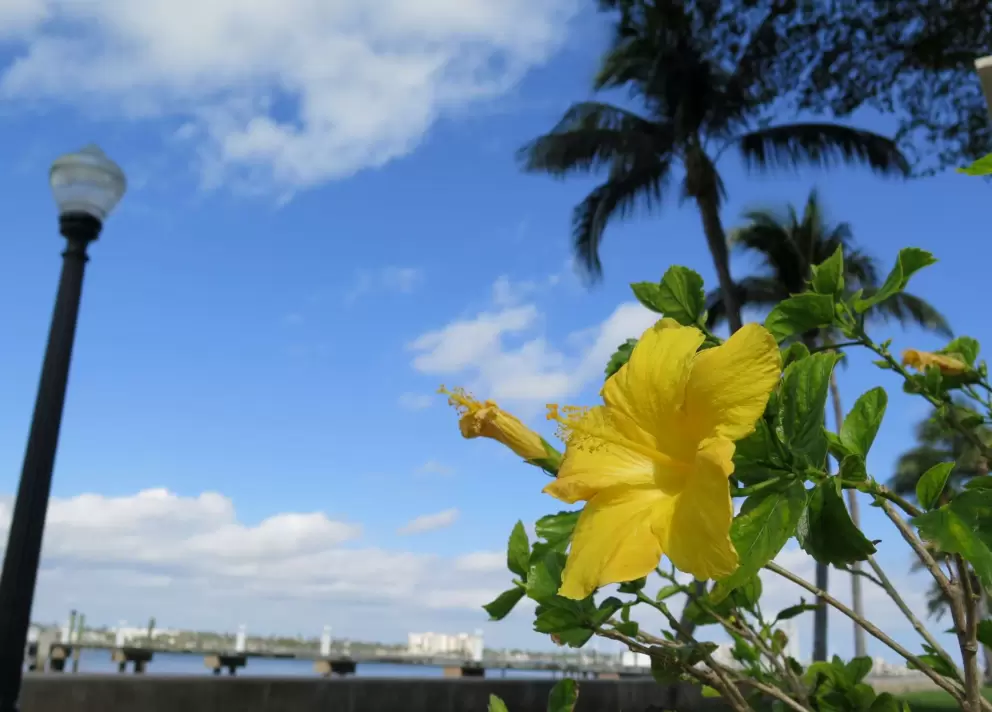 Yellow hibiscus.