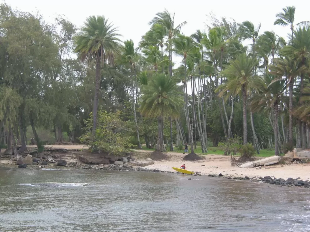 A surfer heading out at Haleiwa Beach.