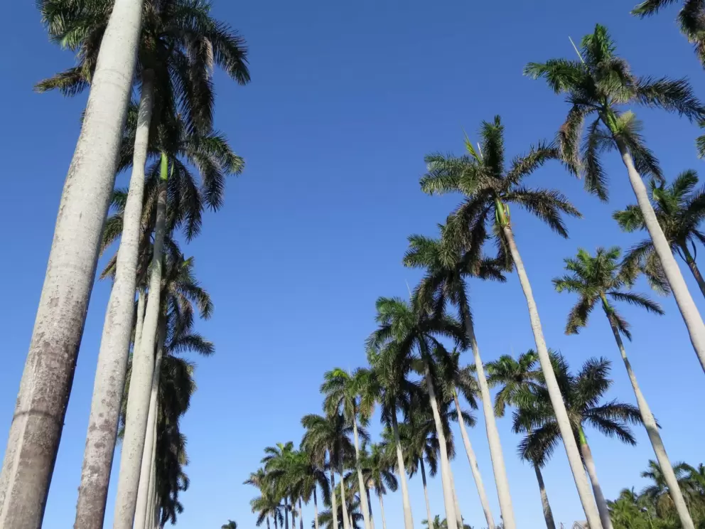 Royal palms in the park beside the gardens.