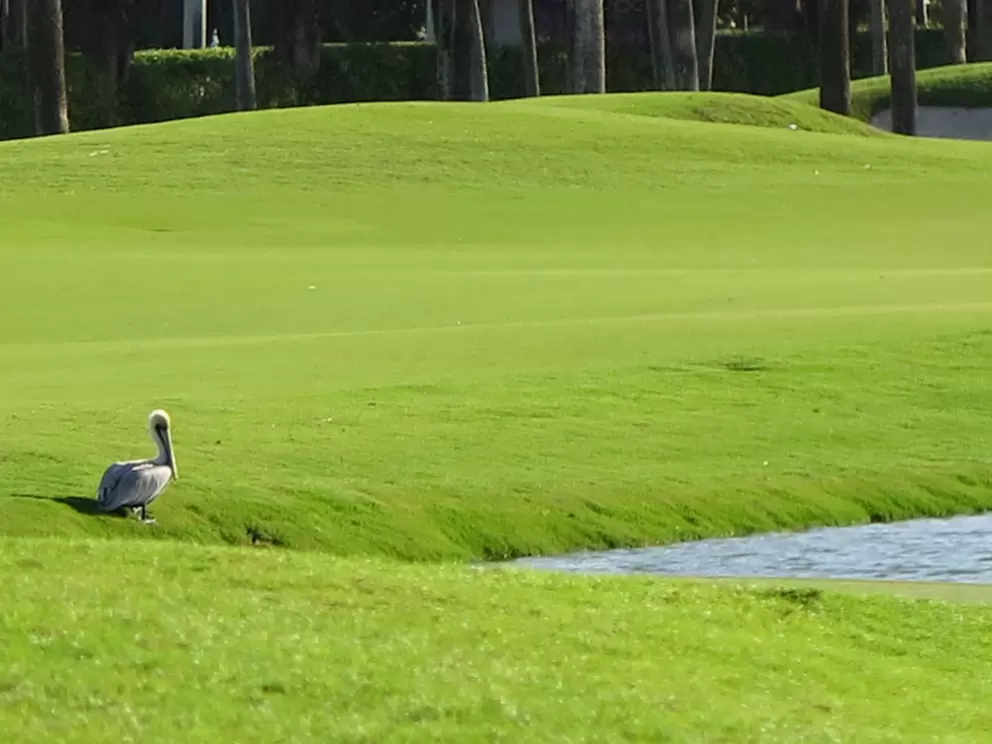 Pelican at The Breakers golf course.