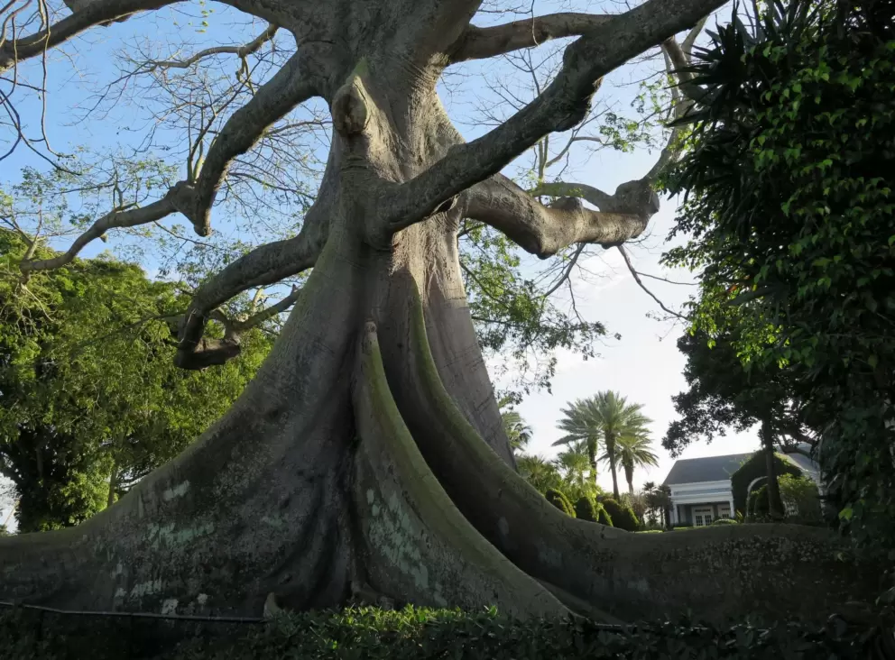 Kapok tree roots.