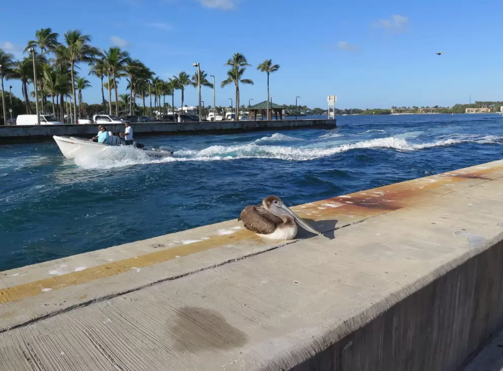 Pelican and boat going by.