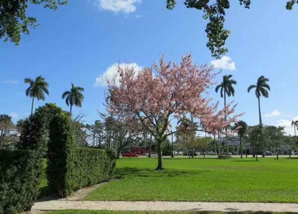 Redbud tree, arch, and royal palms.