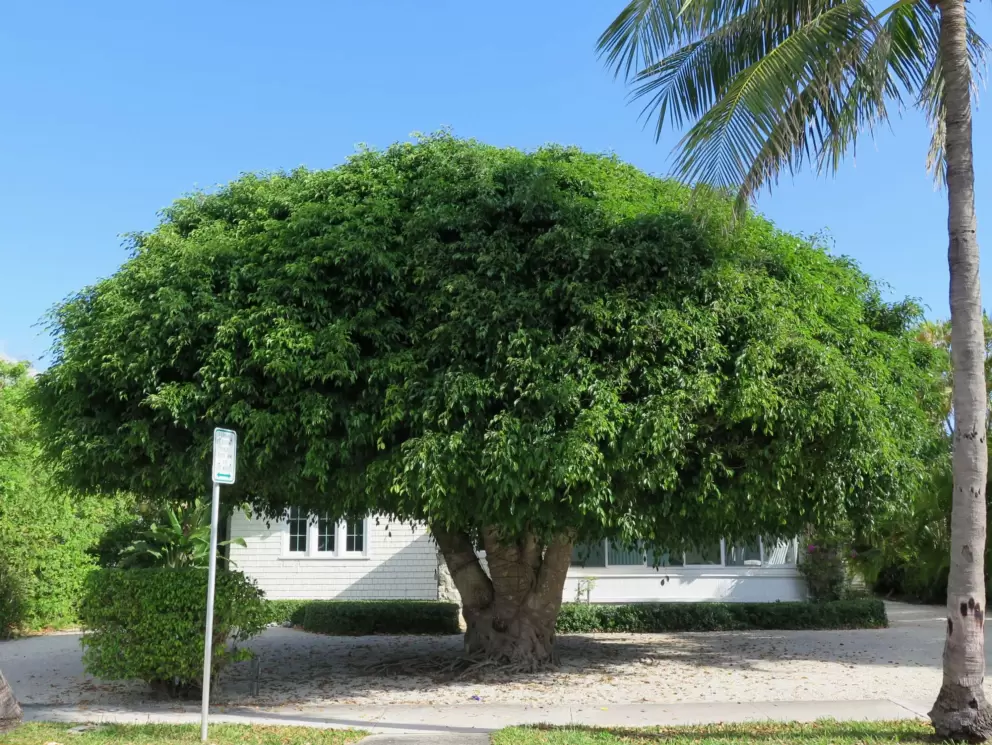 Cute tree outside a house.
