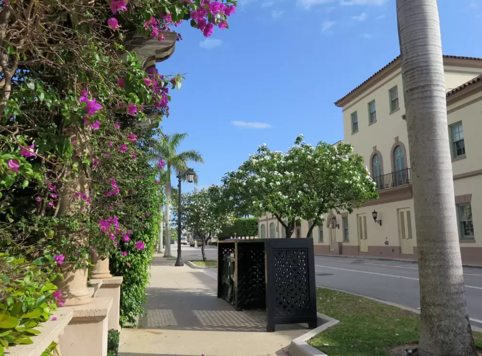 Bougainvillea and flowering trees, in March. 