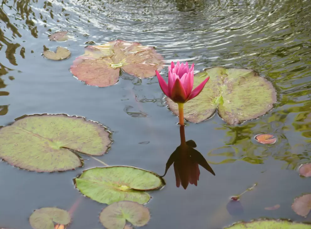 Lily pad in the reflecting pool on Hibiscus Ave as it meets Worth Ave shopping district.
