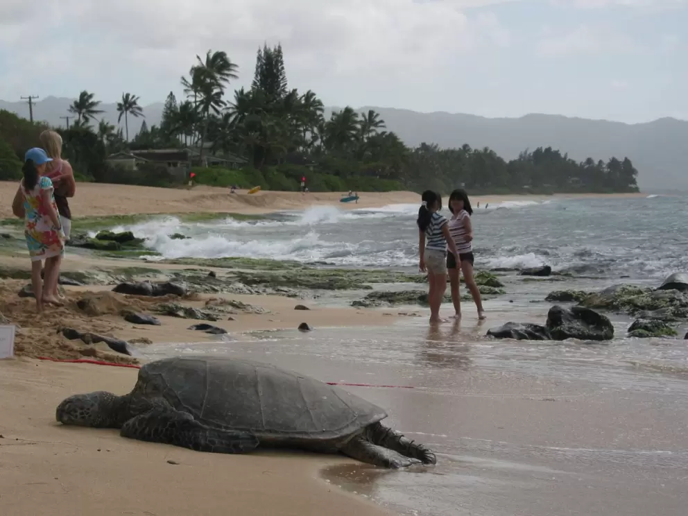 A turtle lazes in the sand, while girls play by the shore.