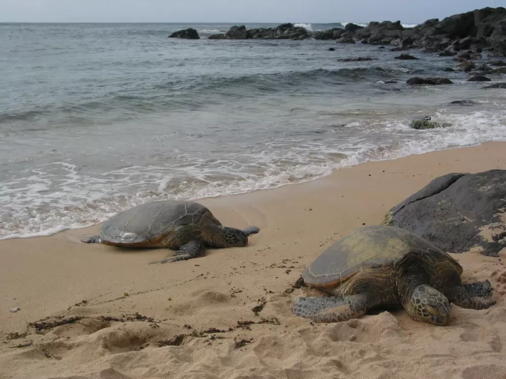There were four turtles on the beach one day I was there! These are the younger two- about thirty years old. Most turtles live to be 70.