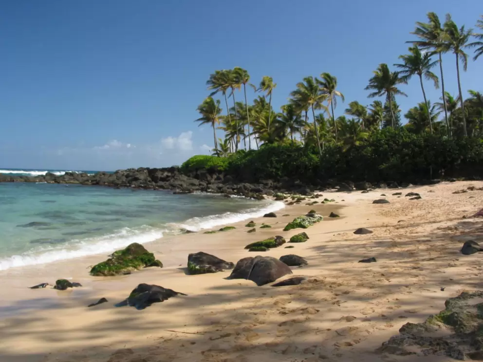 Stunning Laniakea Beach- with an abundance of shade, and a row of palms perched on lava rock. This is the stuff of postcards!