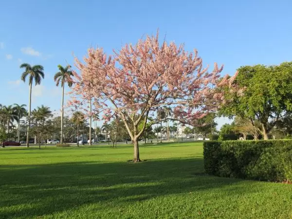 Redbud tree on a sunny day.
