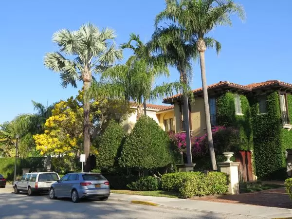 Colors galore- yellow tree, silver palm, purple bougainvillea.