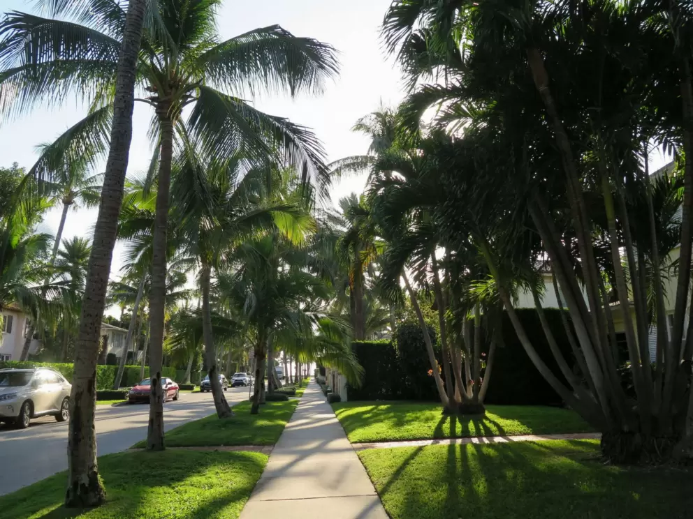 Sun shining on the grass and palm fronds.