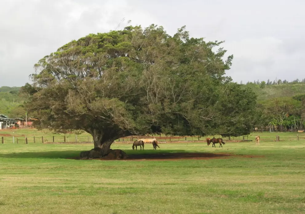 The horse paddock just south of Turtle Beach.