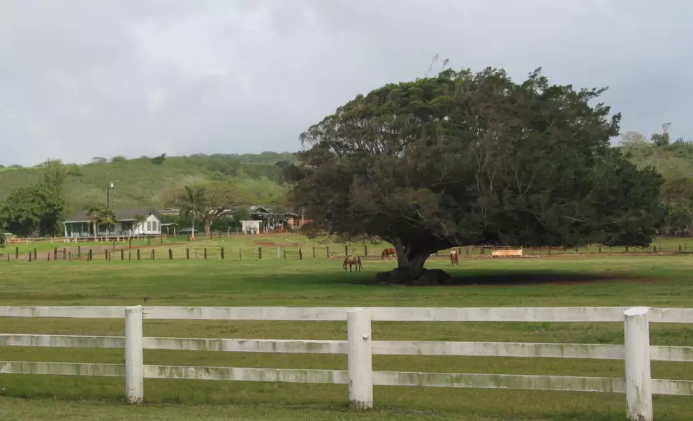 A bucolic scene across the street from Turtle Beach.