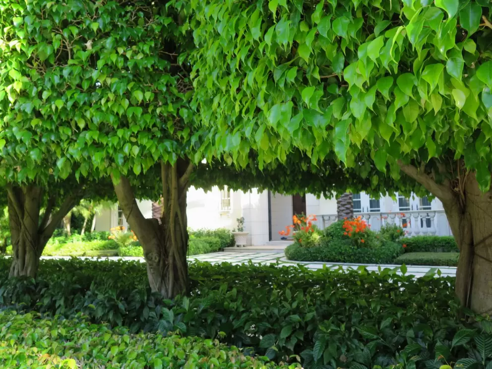 French trees in a row.
