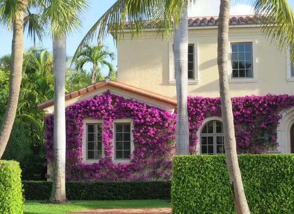 Walk the side streets to see beautiful houses like this one covered in purple bougainvillea.