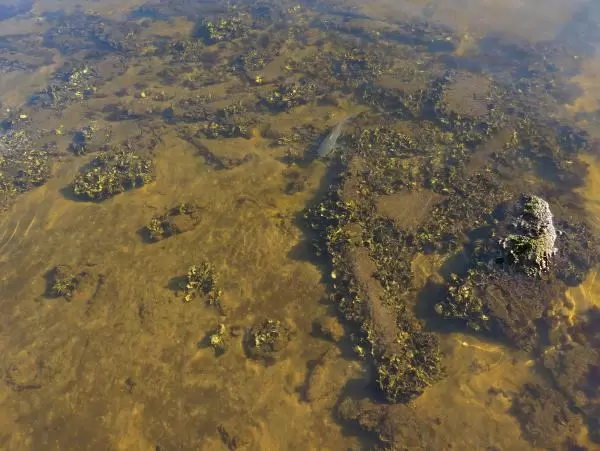 Oyster beds in the clear water by the boardwalk.