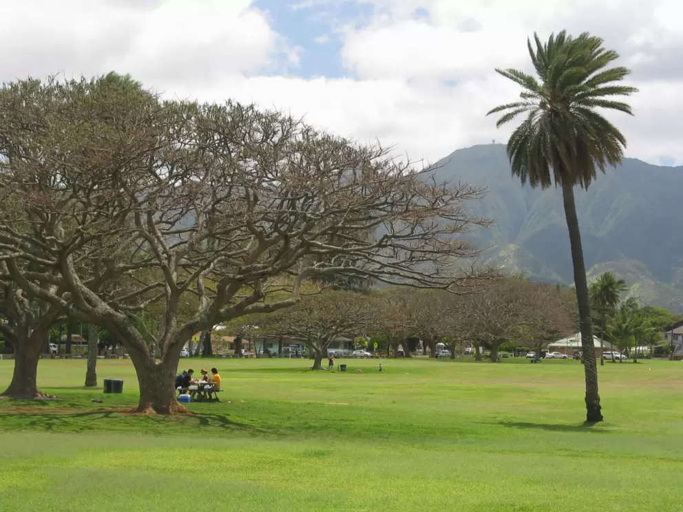 Shade trees and  more lawn to picnic on.