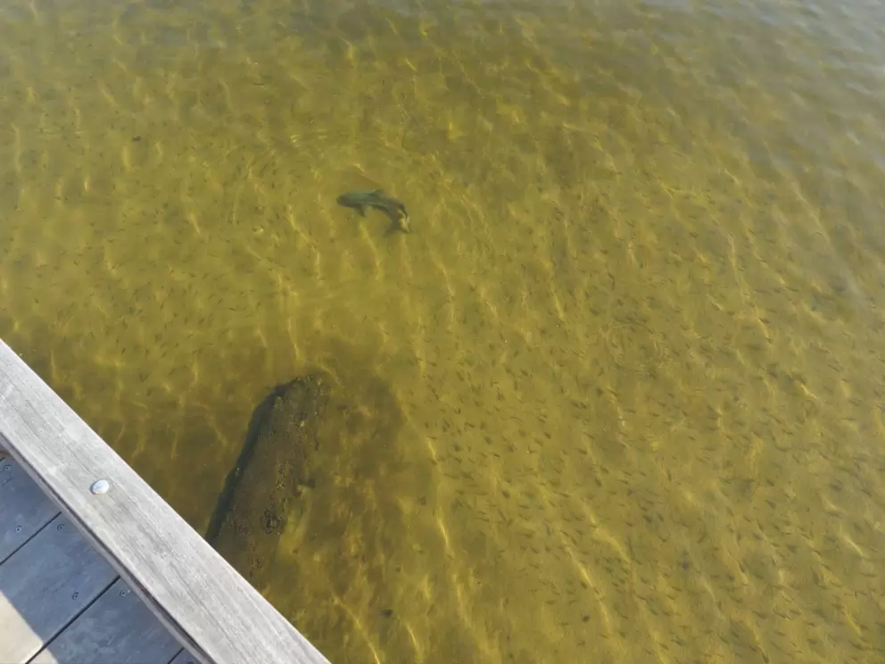 Fish in the clear water below the boardwalk.