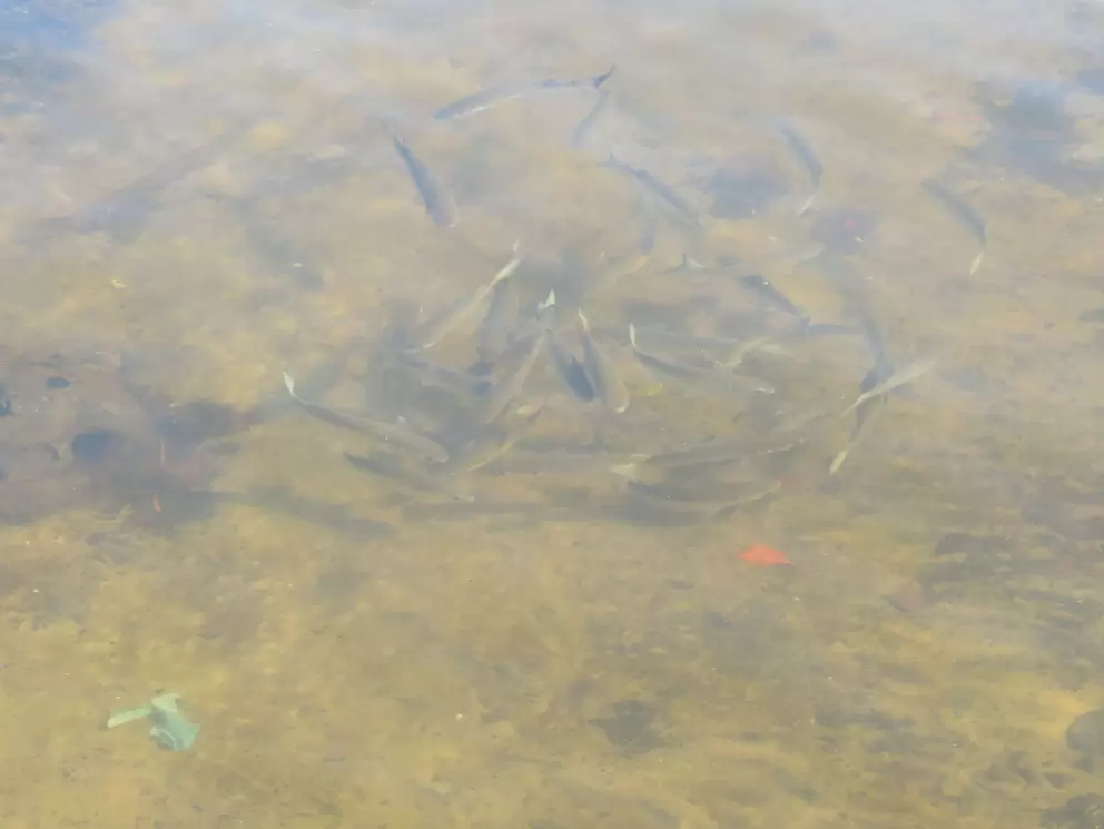 Fish gathering below the boardwalk.