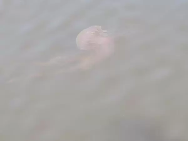 Jellyfish in the water.