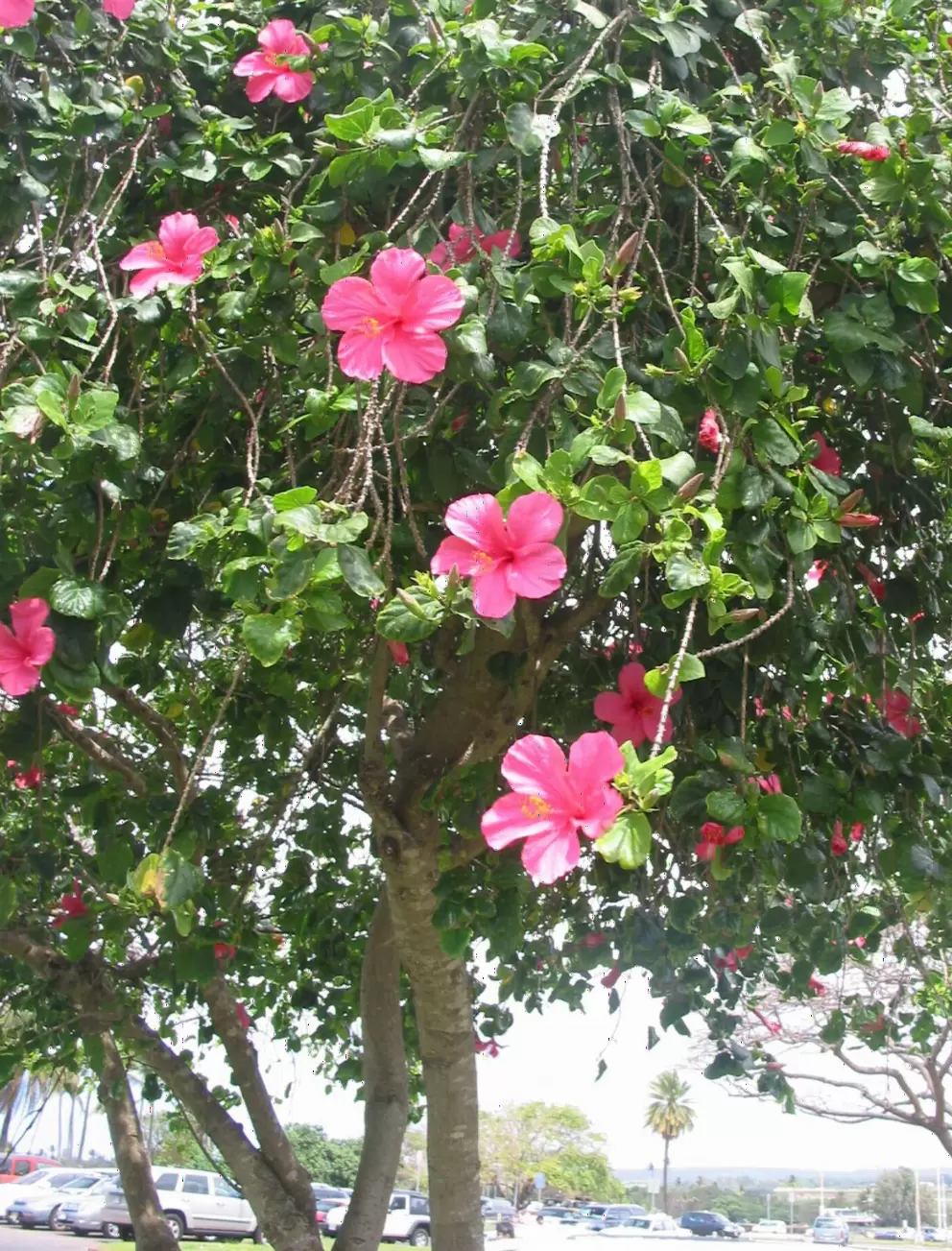 A hibiscus plant formed into a tree rather than a bush- what a delight!