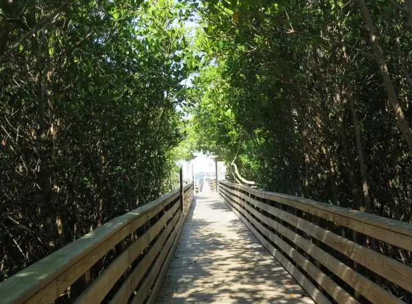 Shady mangrove walk to the pier.