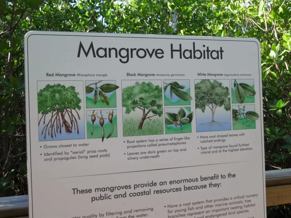 Mangrove habitat plaque with lots of information.
