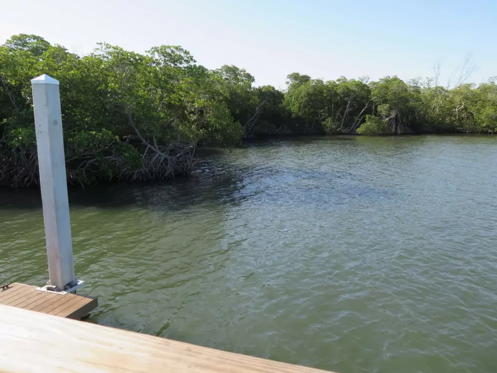 The water and mangroves.