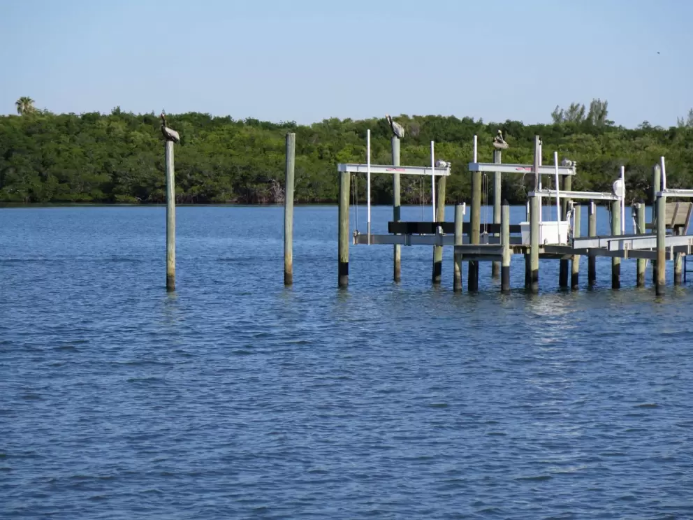 Pelicans hanging out on wooden posts.
