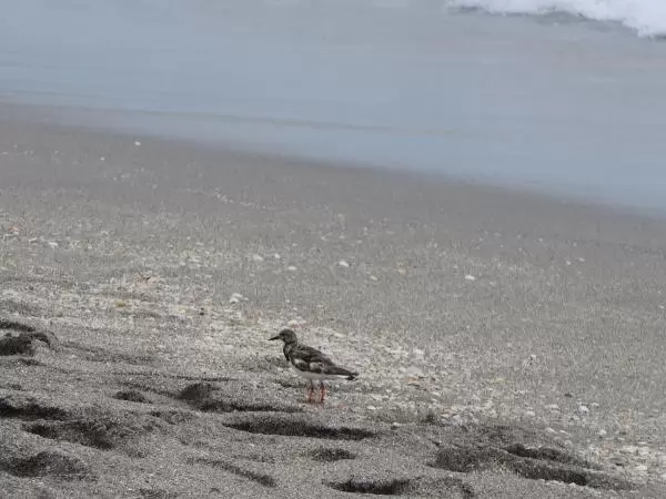 Bird at the shore.