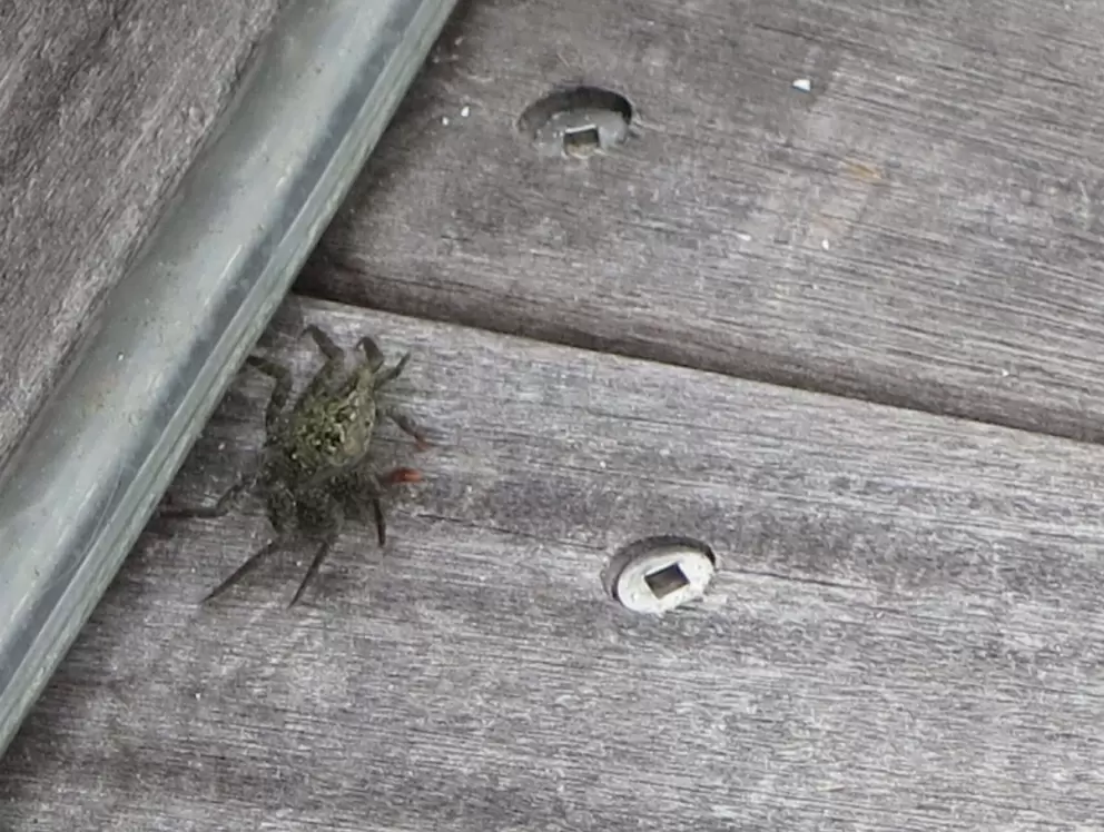 Crab on the boardwalk!
