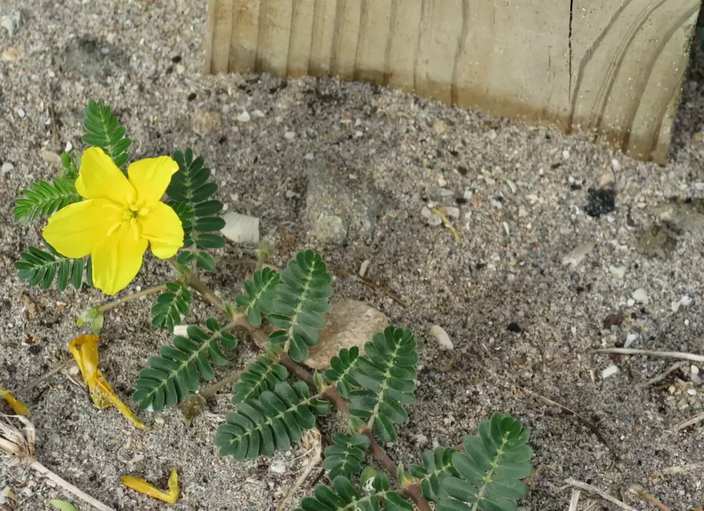 Yellow wildflower at the parking lot.