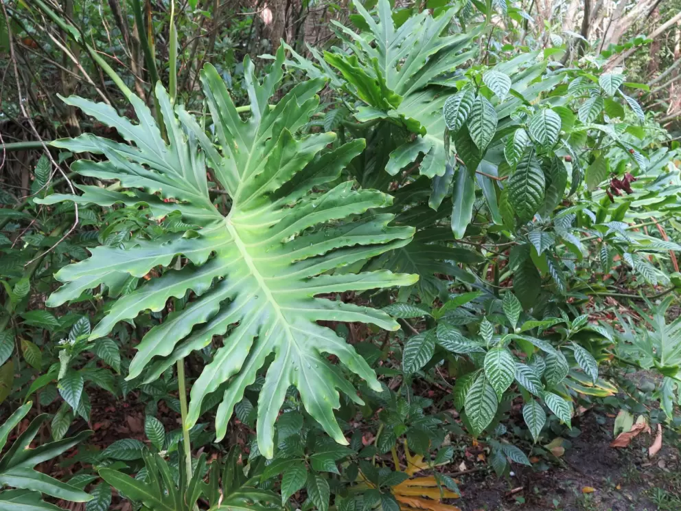 Tropical plants along the road.