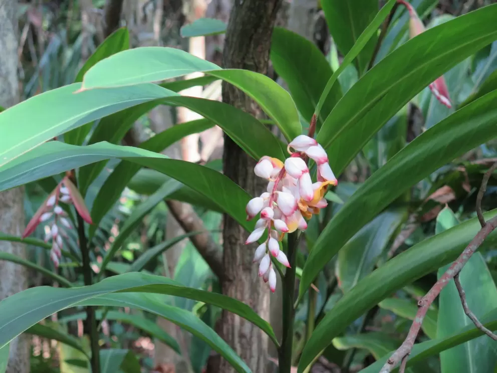 Shell ginger.