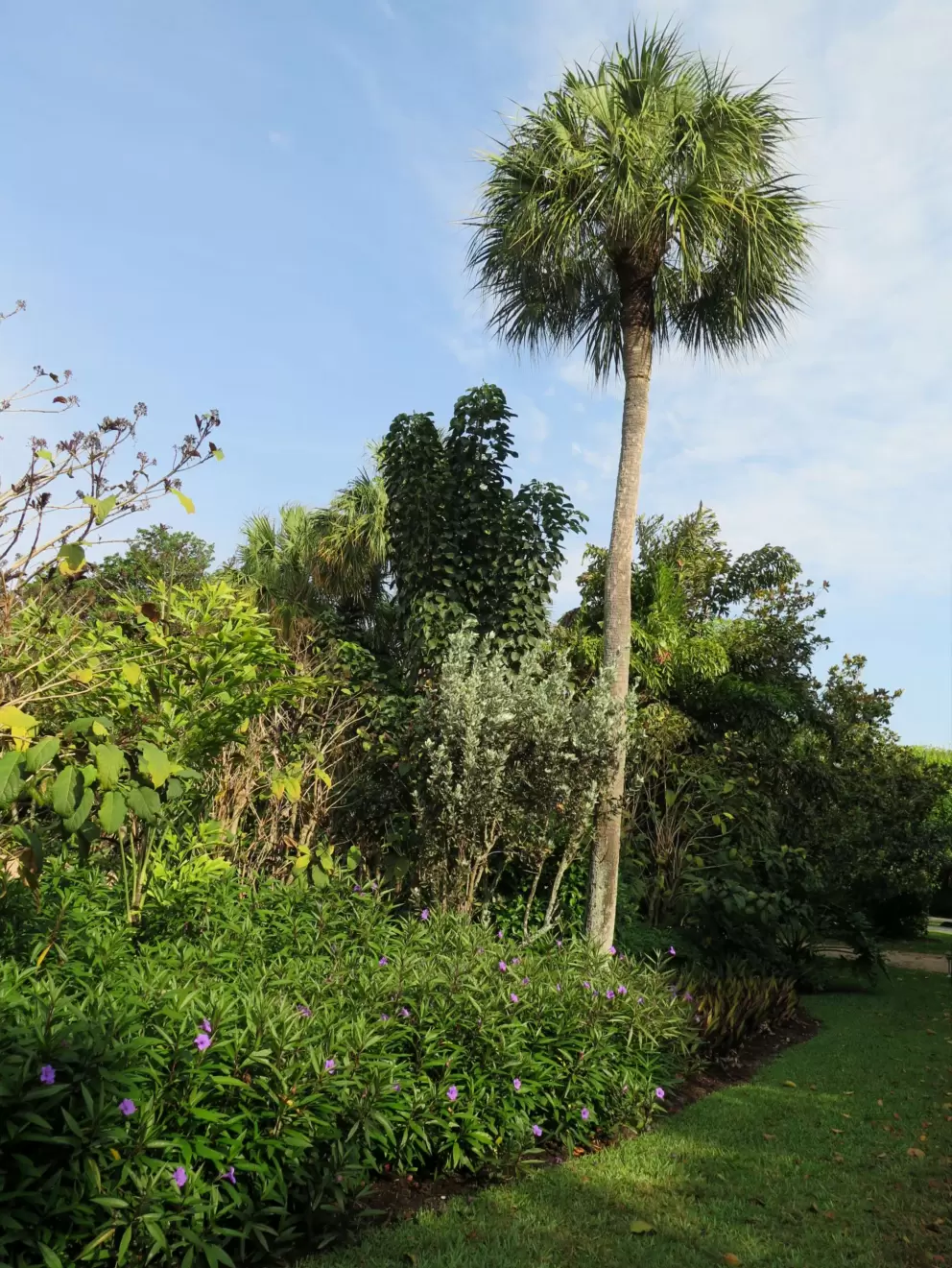 Palm and tall tropical tree.