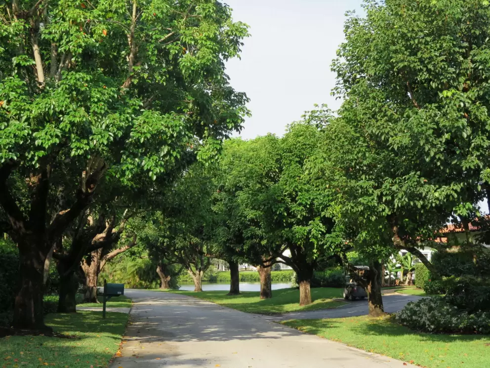 I love these trees!