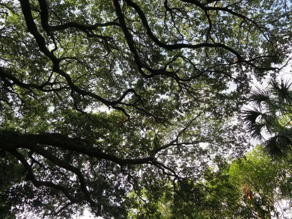 Looking up at a gorgeous tree.