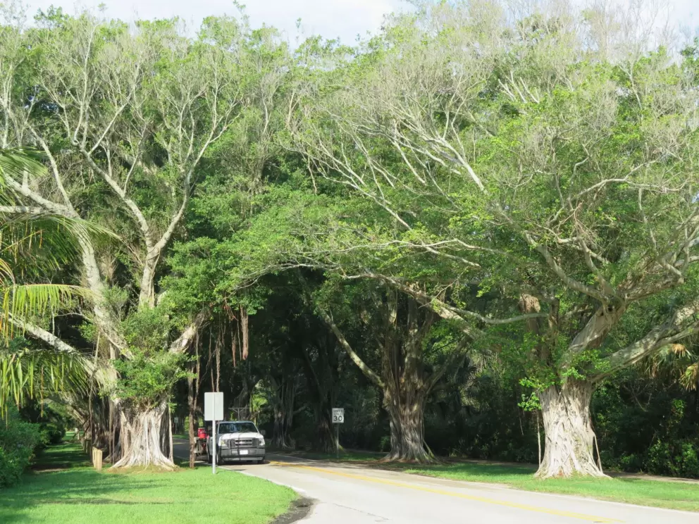 Where the banyan tree tunnel begins near the beach.
