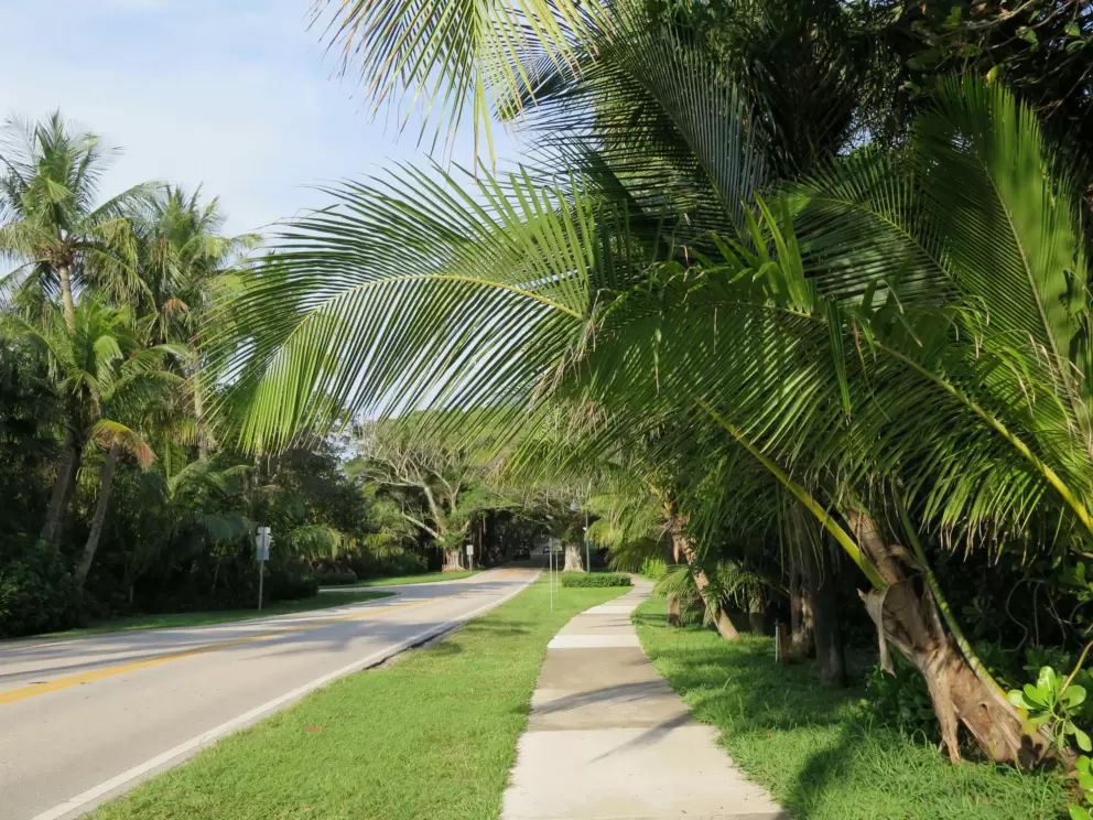 Sidewalk leading from the beach to the banyan tree tunnel.